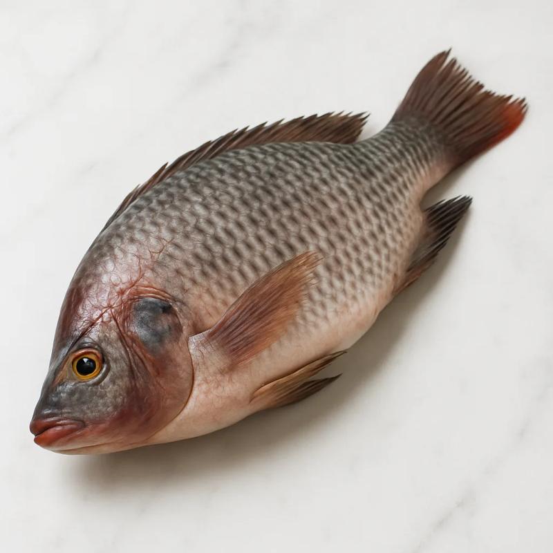 Tilapia