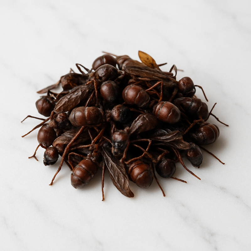 Chicatanas (hormigas nucú) limpias