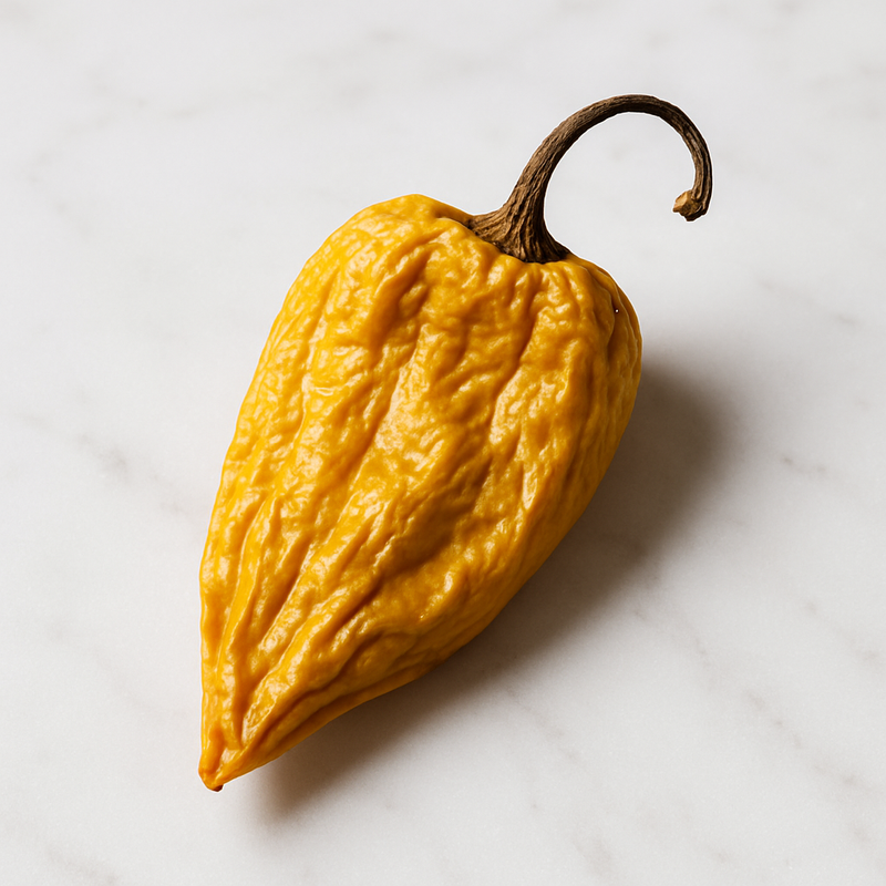 Chile chilhuacle amarillo o guajillo